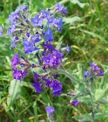 Buglosse officinale Buglosse officinale