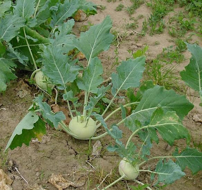 Cabbage turnip