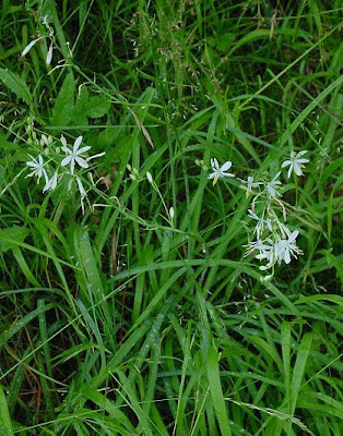Lilioasfodelo minore Lilioasfodelo minore