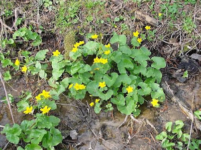 Caltha palustris L.