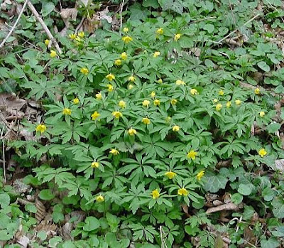 Anemonoides ranunculoides (L.) Holub