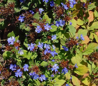 Leadwort Leadwort