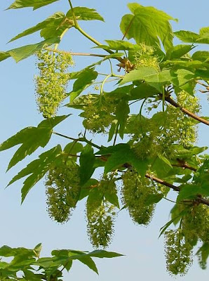 Acer pseudoplatanus L.