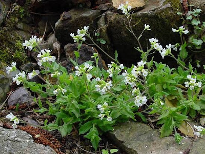 Alpine rockcress Alpine rockcress