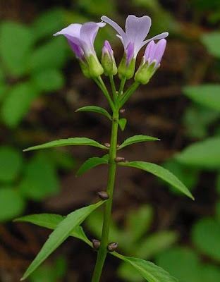 Coralroot bittercress Coralroot bittercress