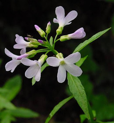 Coralroot bittercress Coralroot bittercress