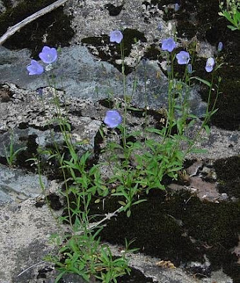 Campanula rotundifolia L.