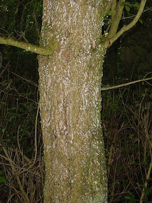 Field maple