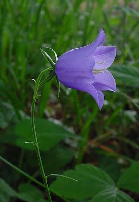 Campanula con foglie di Pesco