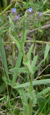 Bugloss Bugloss