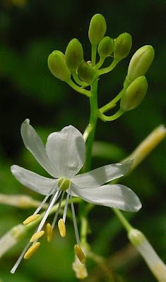 Lilioasfodelo minore Lilioasfodelo minore