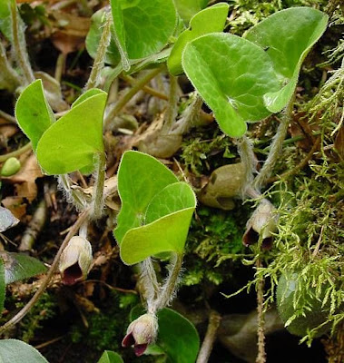 Asarum europaeum L.