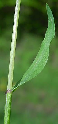 Vernal Grass