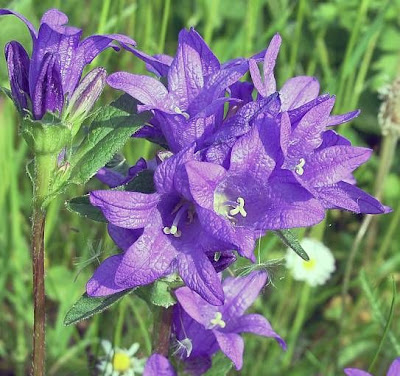 Campanula agglomerata Campanula agglomerata