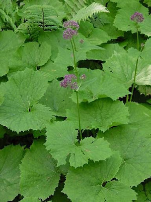 Adenostyles alliariae (Gouan) A. Kern.