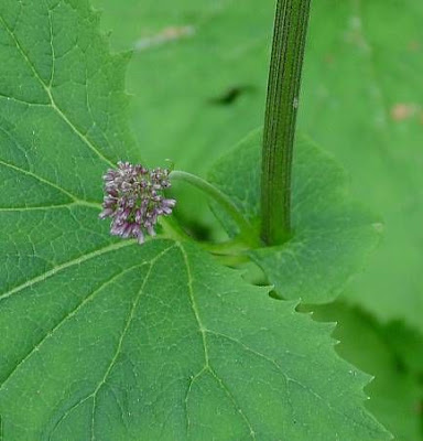 Adenostyles alliariae (Gouan) A. Kern.