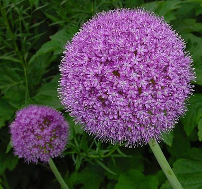 Ail g�ant de l'Himalaya