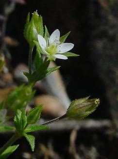 Arenaria serpillifolia Arenaria serpillifolia