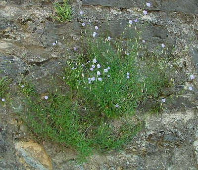 Campanula rotundifolia L.