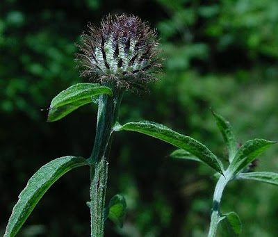 Lesser knapweed Lesser knapweed