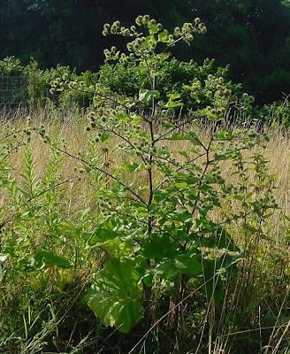 Arctium lappa L.