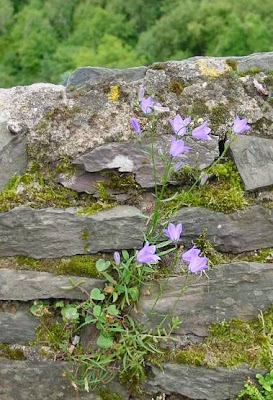 Campanula rotundifolia L.