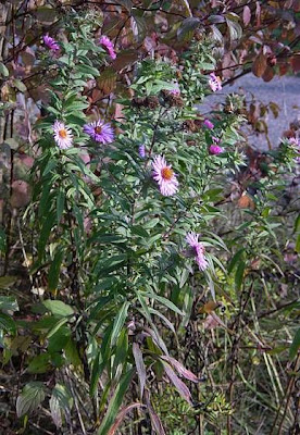Glattblatt-Aster