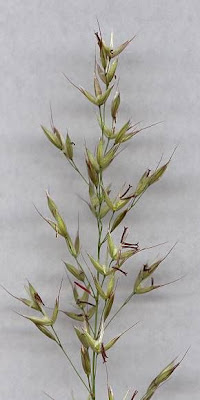 Tall oatgrass
