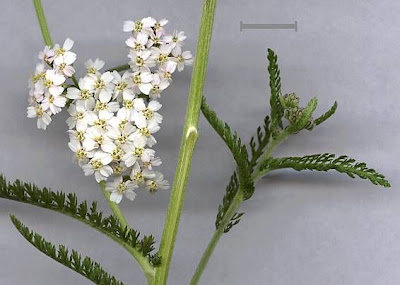 Giant yarrow