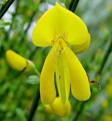 Ginestra dei carbonai