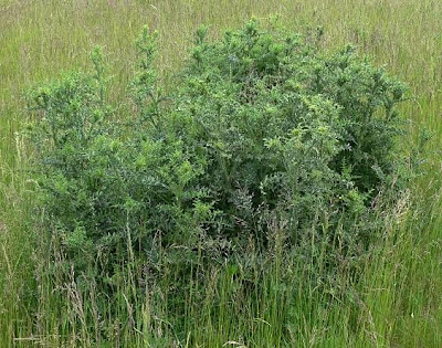 Cardo-espinhoso Cardo-espinhoso