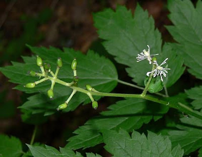 Actaea spicata L.