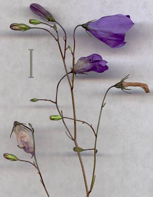 Campanula rotundifolia L.