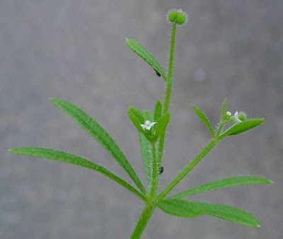 Goose-grass