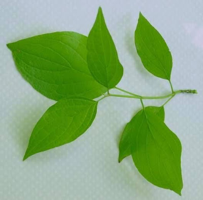 Common dogwood Common dogwood
