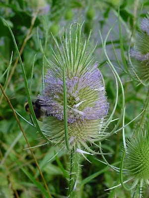 Fuller's teasel