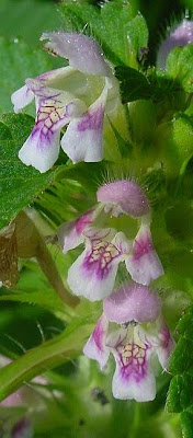 Galeopsis tetrahit,
bristlestem hempnettle,
brittle-stem hemp-nettle,
brittlestem hempnettle,
Canapa selvatica,
Canapetta comune,
common hemp-nettle,
galeopse,
gale&oacute;pse-comum,
Gemeiner Hohlzahn,
Hemp Nettle,
hemp-nettle