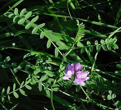 Ruda inglesa