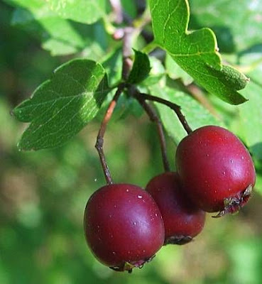 Oneseed hawthorn Oneseed hawthorn