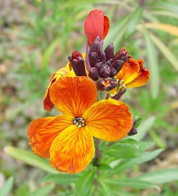 Wallflower