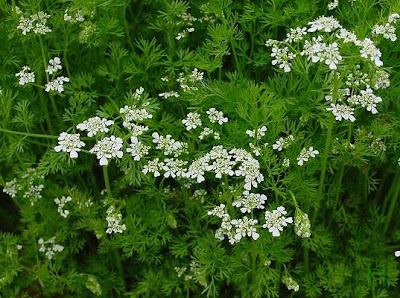 Chinese parsley