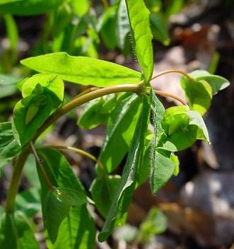 Euphorbia dulcis L.
