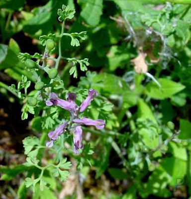 Common fumitory Common fumitory