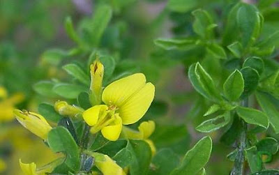 Ginestra tubercolosa Ginestra tubercolosa