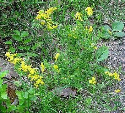 Ginestra tubercolosa Ginestra tubercolosa