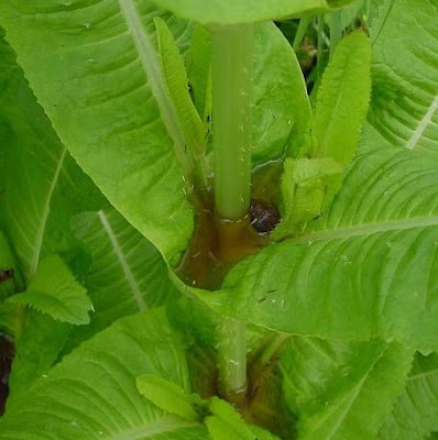 Fuller's teasel