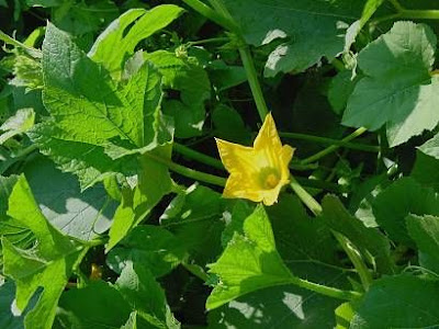 Field pumpkin