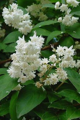 Fuzzy pride-of-Rochester