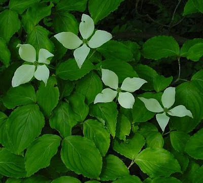 Japanischer Blumen-Hartriegel