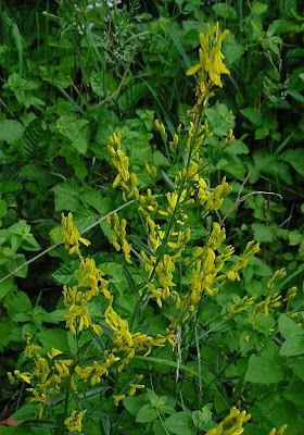 German Greenweed